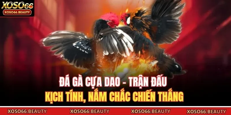 Đá gà cựa dao đem đến trải nghiệm kịch tính