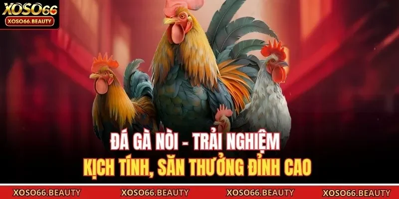 Đá gà nòi không chỉ thể hiện bản sắc