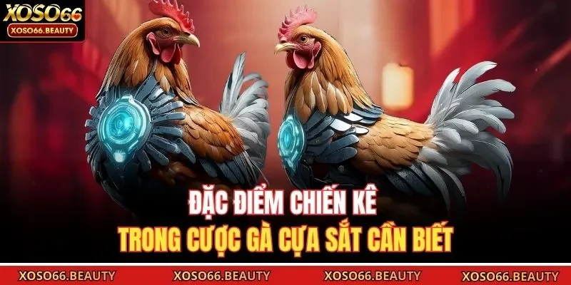 Đặc điểm chiến kê trong cược gà cựa sắt cần biết