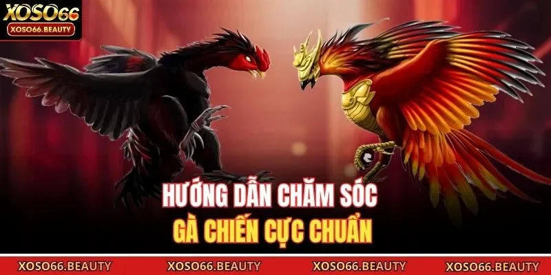 Hướng dẫn chăm sóc gà chiến cực chuẩn