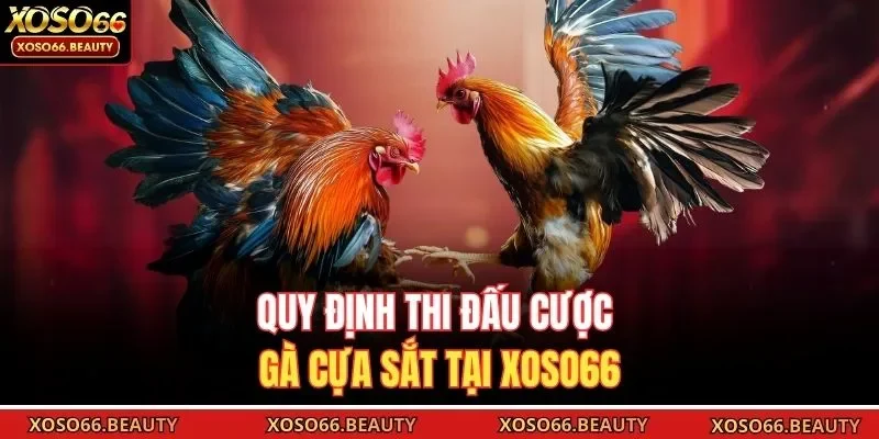 Quy định thi đấu cược gà cựa sắt tại Xoso66