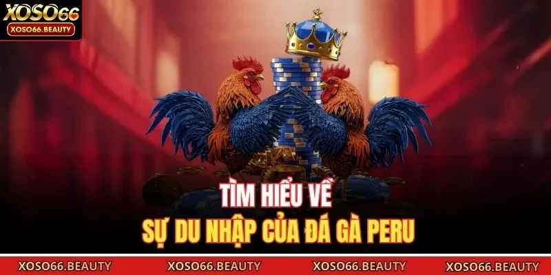 Tìm hiểu về sự du nhập của đá gà Peru