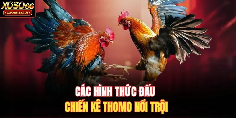 Các hình thức đấu chiến kê Thomo nổi trội