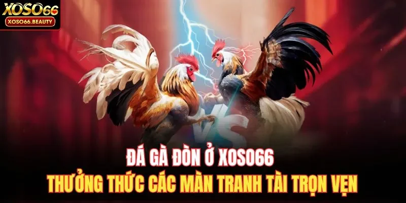 Đá gà đòn ở XOSO66 mang đến những cuộc so tài