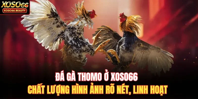 Đá gà Thomo tại XOSO66